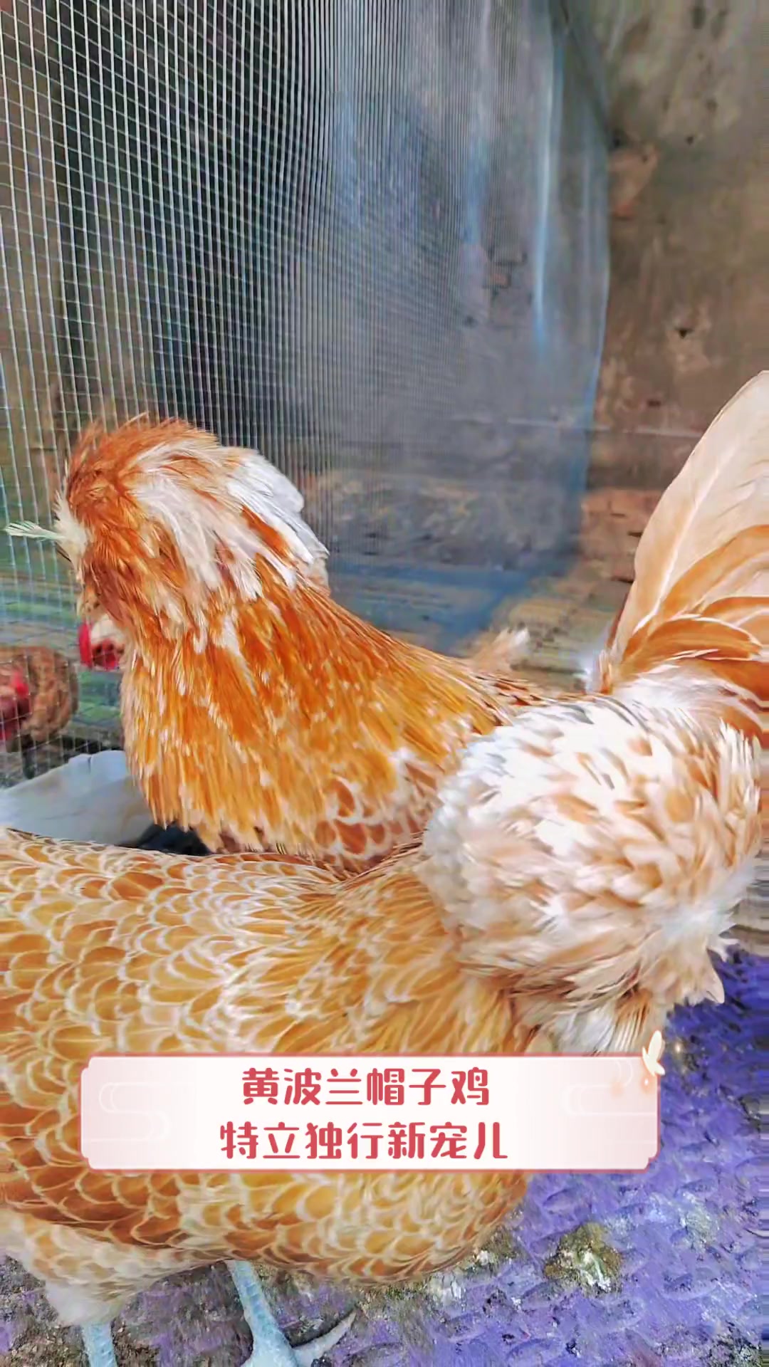 黄波兰帽子鸡,特立独行新宠儿