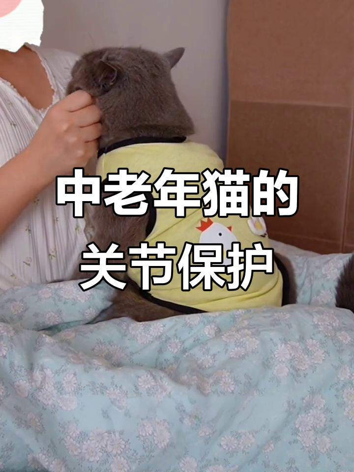 猫咪关节健康不容忽视,鲨鱼软骨素助力中老年猫活力满满