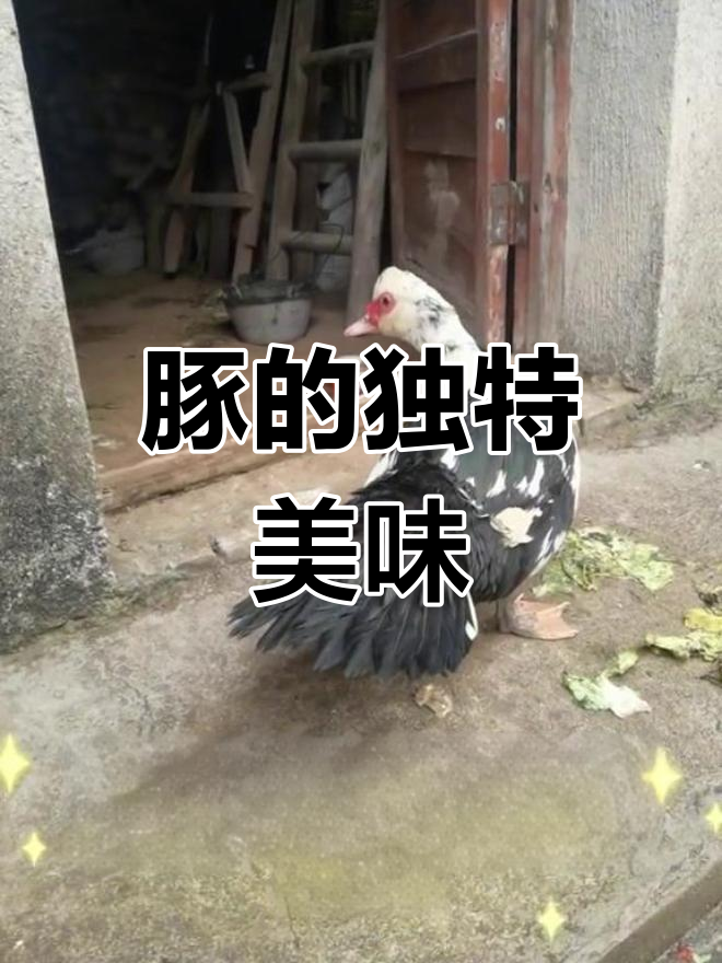 湖北特产番鸭,肉质鲜美适合炖汤