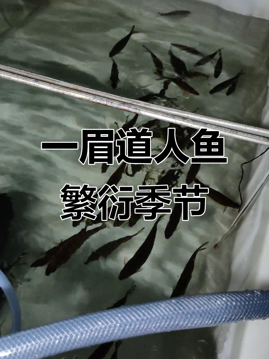 春天到来,一眉道人鱼开始繁殖了!