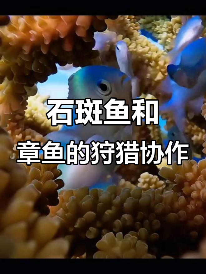珊瑚礁中的猎手联盟:石斑鱼与章鱼的默契合作