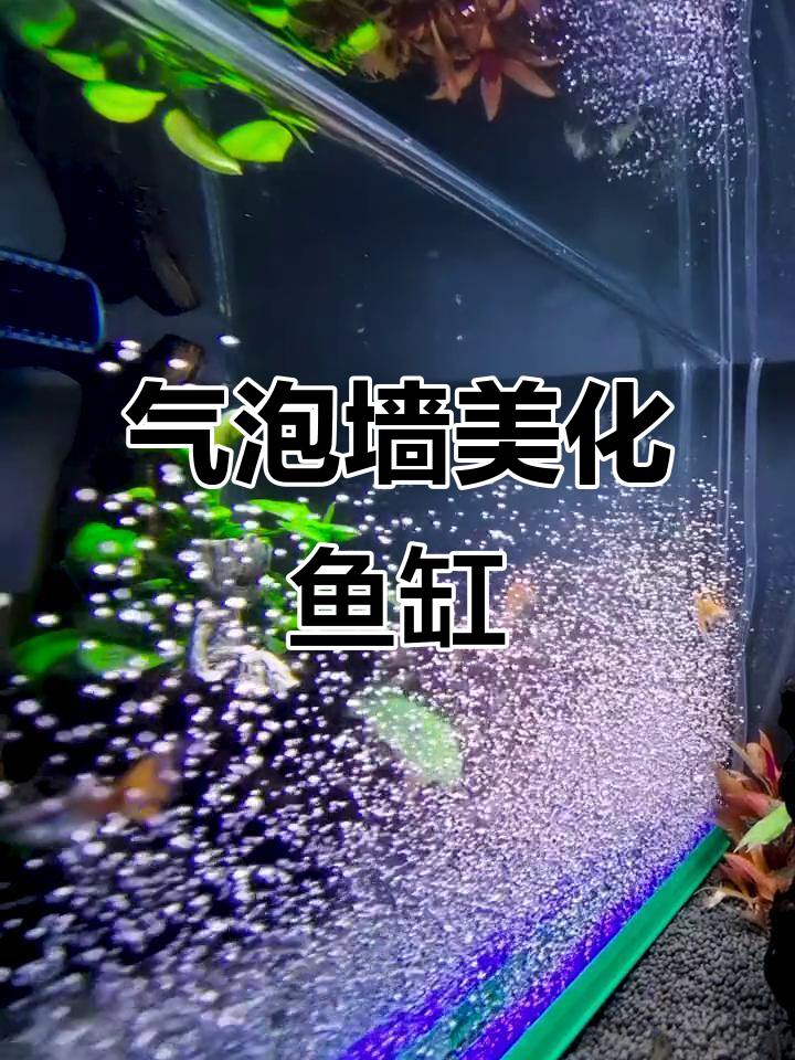 在鱼缸里加气条石,既增氧又美观,气泡墙超有趣!