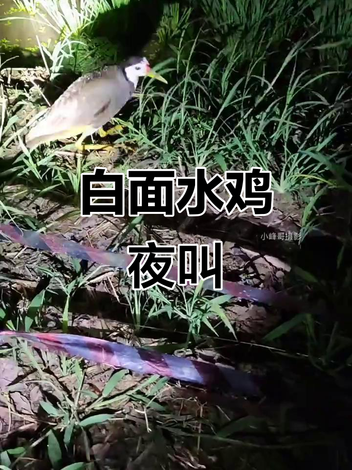 夜晚稻田里的白面水鸡叫声,清脆悦耳