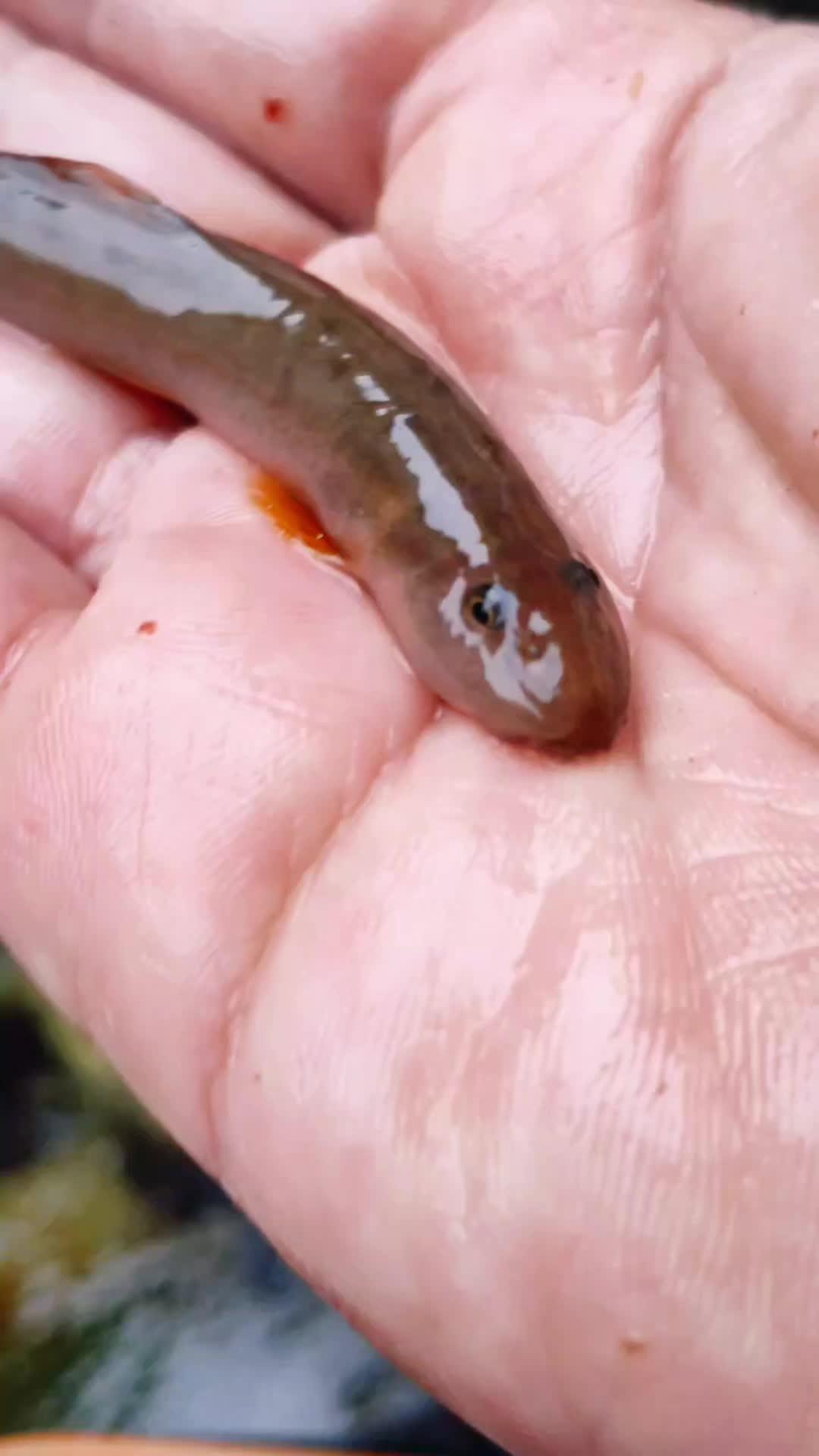 第一次见这原生鱼,很少见有人养,有认识的吗 这是什么鱼 原生鱼 农村生活 野采 溪石斑