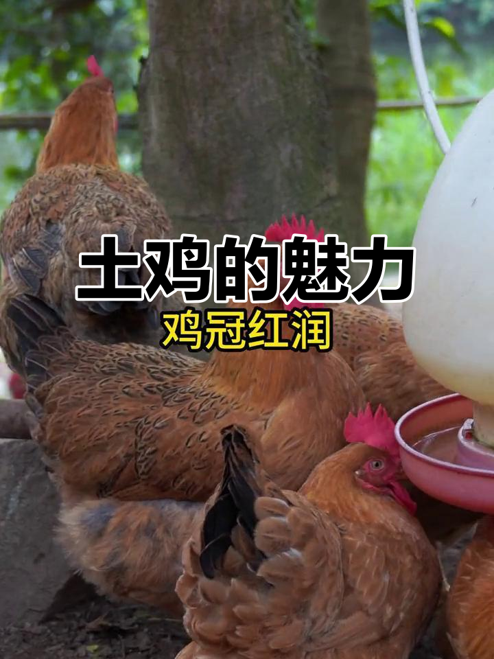 散养土鸡,爷爷奶奶的心头好,孩子们的最爱!