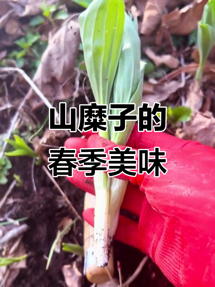 春天里的山糜子,东北野菜大丰收