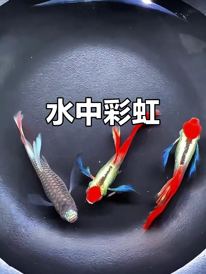 杂袍孔雀鱼,生存力强,色彩斑斓如梦幻水族壁纸!