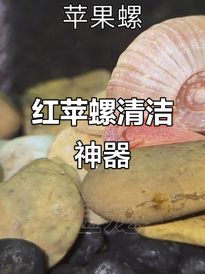 全面清洁鱼缸,红苹果螺助你除藻清残渣