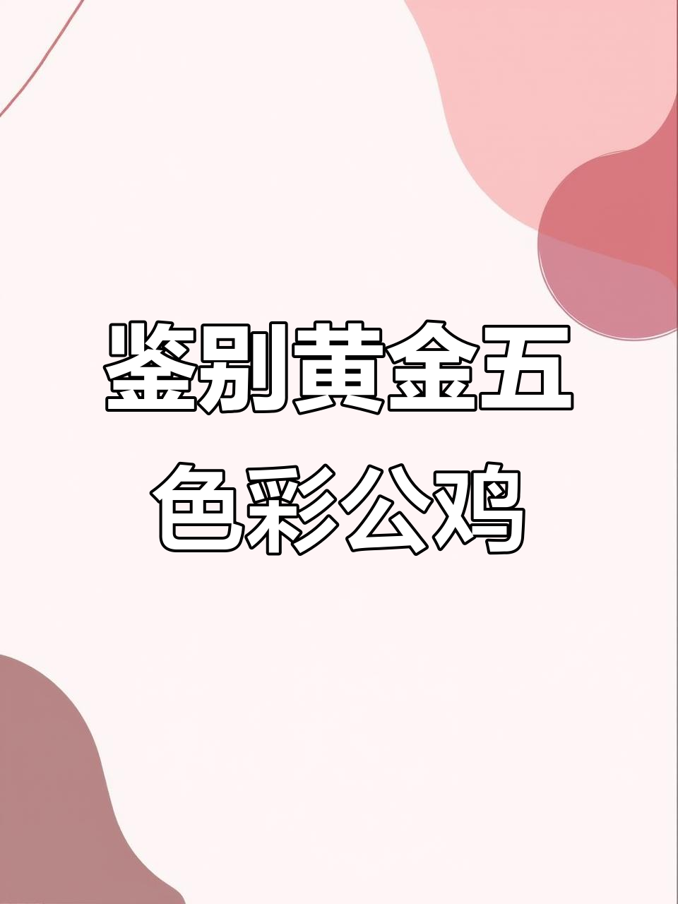 如何辨别黄金五彩公鸡的优劣,看这些关键部位就够了