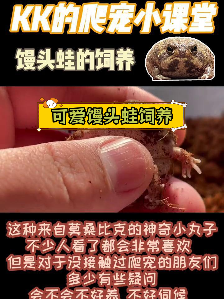 馒头蛙饲养全攻略