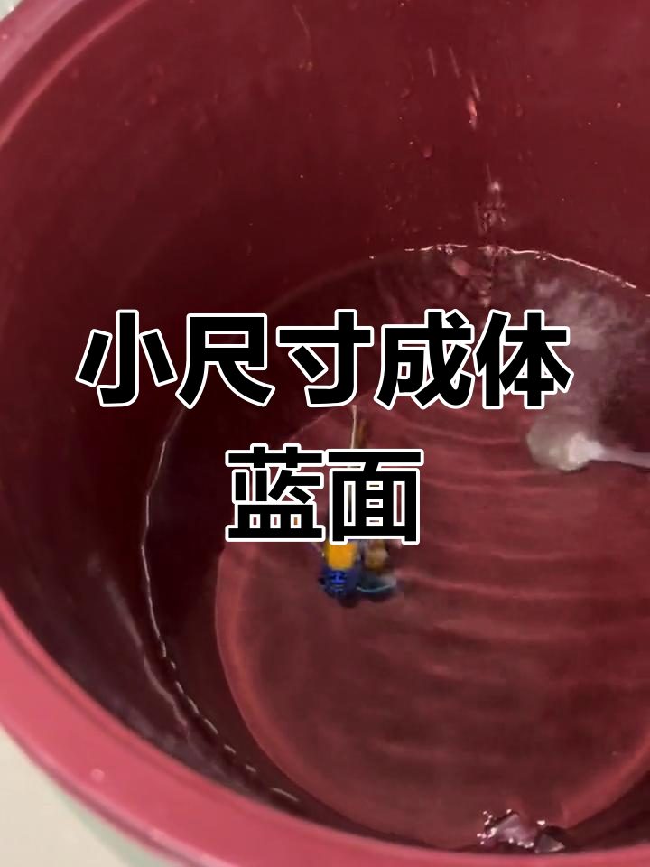 蓝面神仙鱼,萌态十足