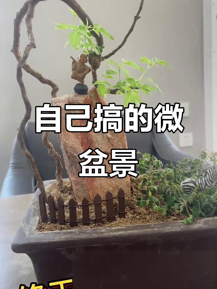 盆景养护全攻略,自己动手让黄荆焕发新生