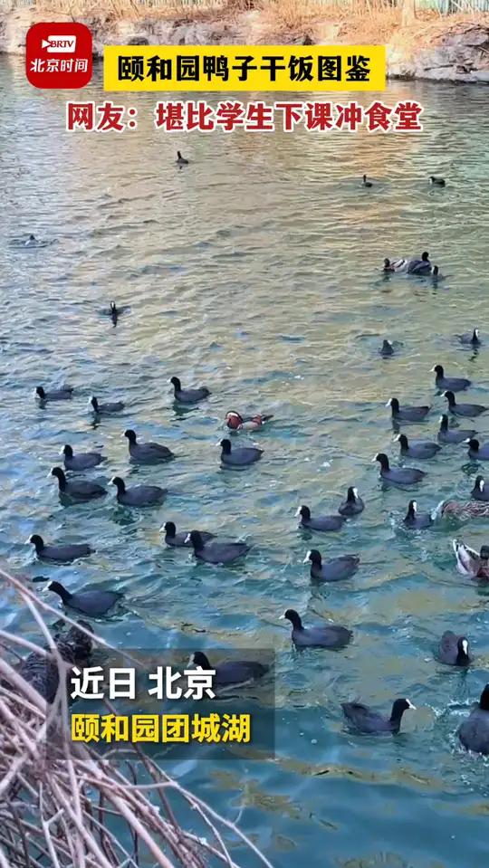 死腿快游鸭!原来皇家园林的鸭子都是体育生转世?争先恐后、扑棱翅膀……在颐和园团城湖,上百只
