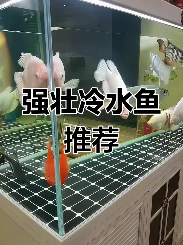 冬季冷水鱼推荐:五种强健耐寒观赏鱼类,适合新手养殖