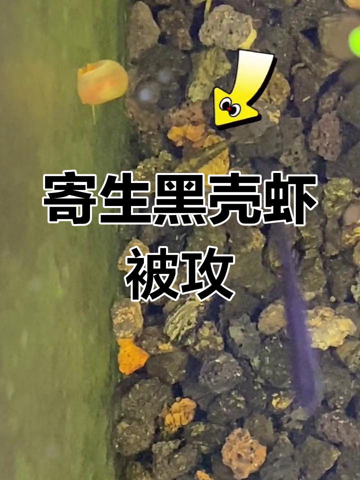 黑壳虾头部寄生虫引同类攻击