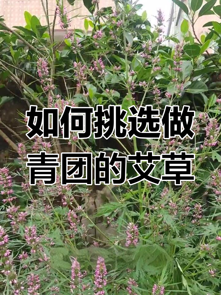 分辨青团艾草,不是所有都能吃!
