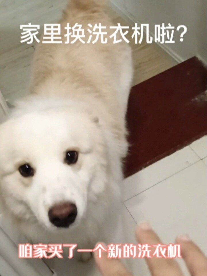 小天鹅TB80V23DB波轮洗衣机测评