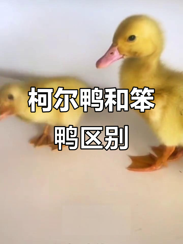 柯尔鸭与笨鸭的区别,你了解吗?