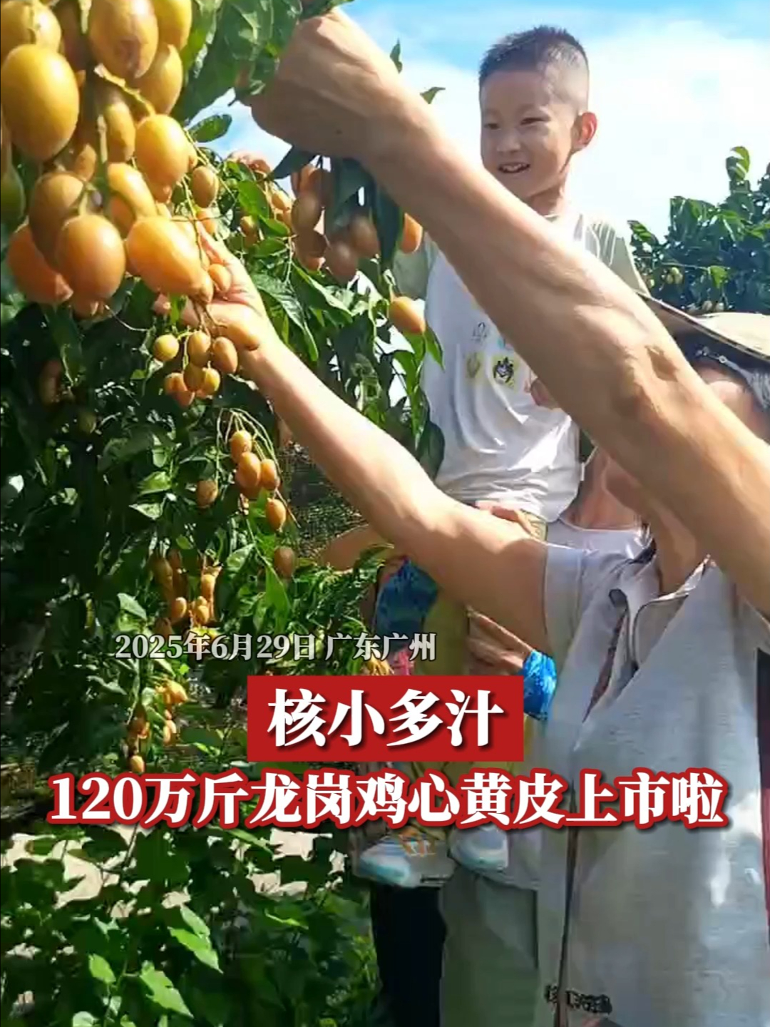 核小多汁!120万斤龙岗鸡心黄皮上市啦