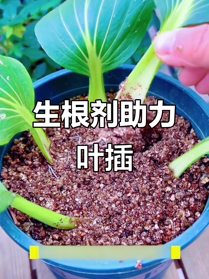 叶插法快速生根,青菜轻松繁殖