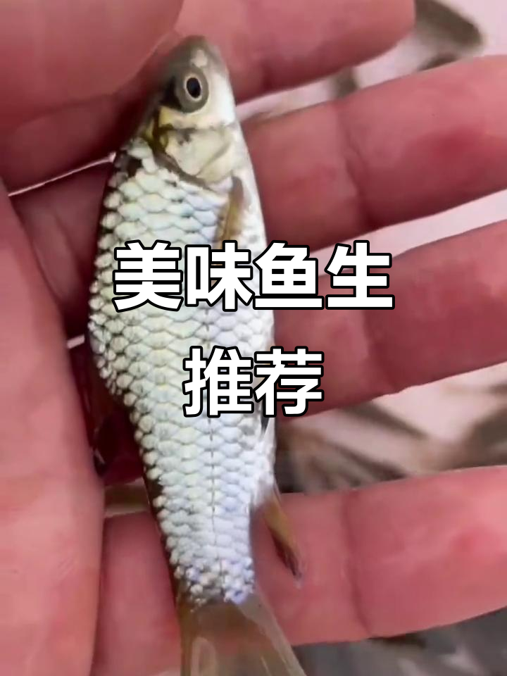 鱼肉鲜美,无腥味,观赏与食用皆宜,值得一试!
