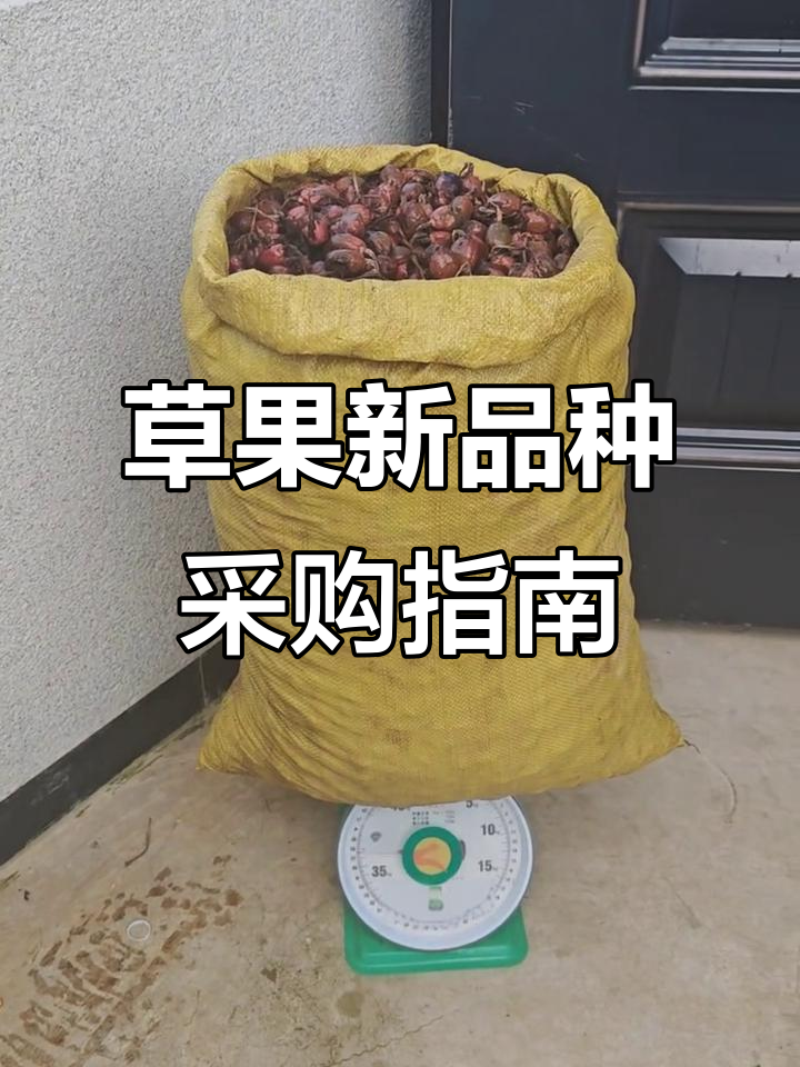 新品种草果收购与种植技巧,37.5公斤炒锅价格揭秘