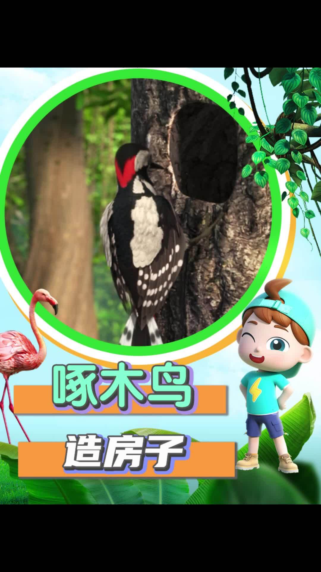 啄木鸟的嘴巴还能用来干什么呢?