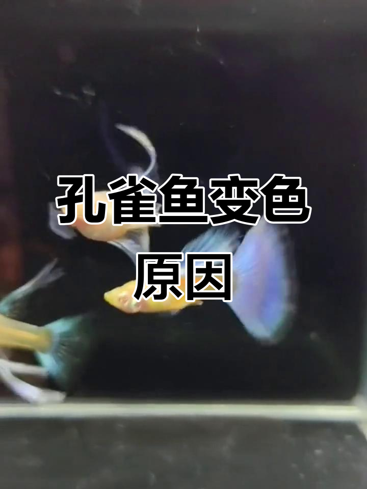 天空蓝孔雀鱼颜色变浅的原因分析