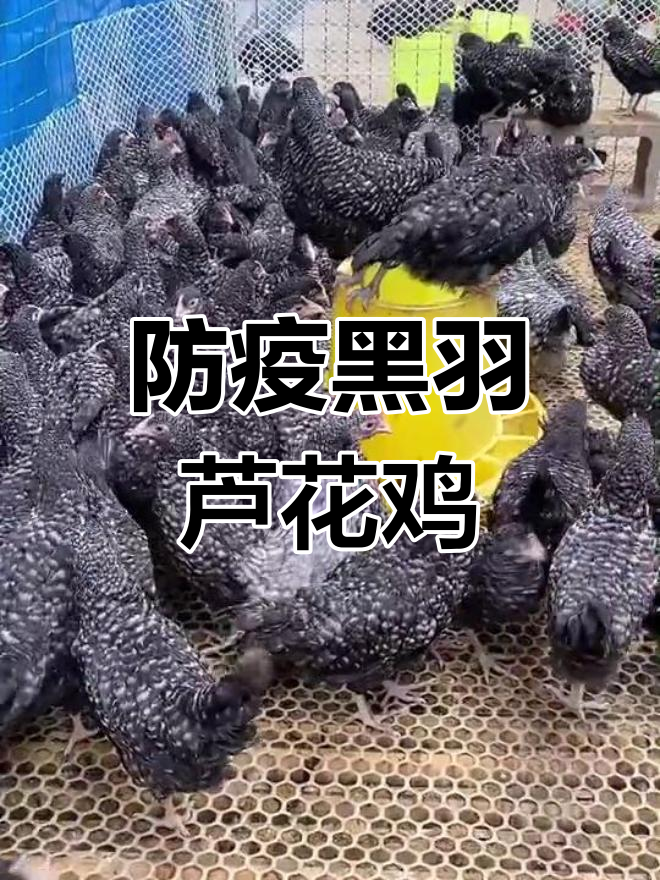 黑羽芦花鸡绿壳蛋,防疫公母搭配养殖更轻松