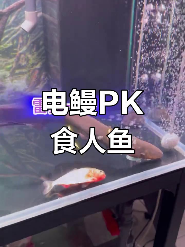 电鳗与食人鱼的生死时速:谁胜?