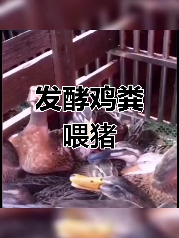 鸡粪变饲料,猪也能吃