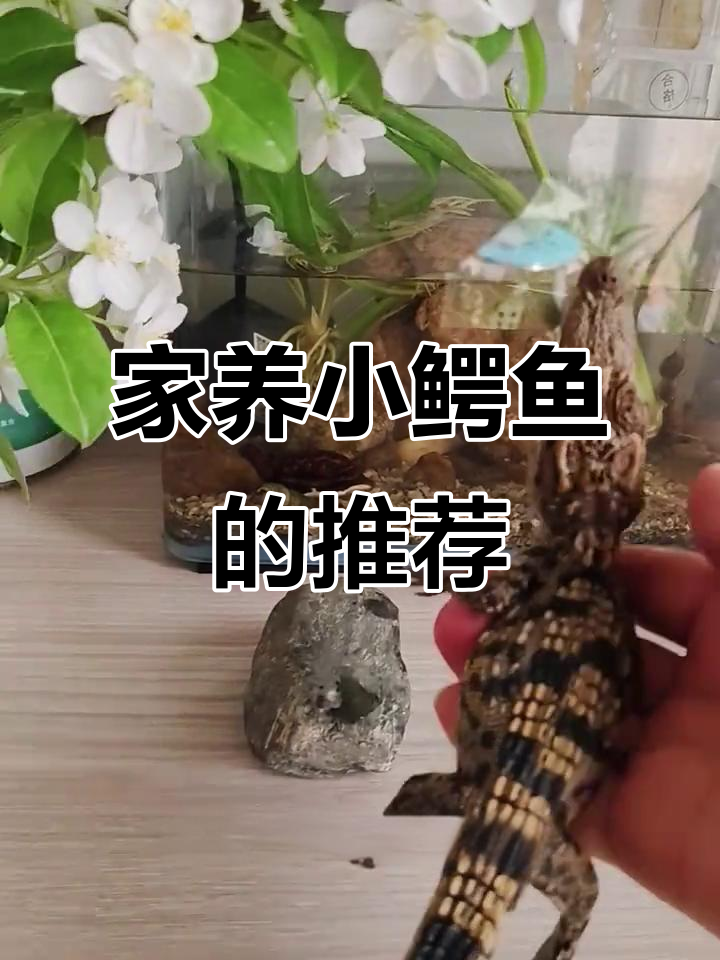 适合家养的鳄鱼品种,暹罗鳄最合适