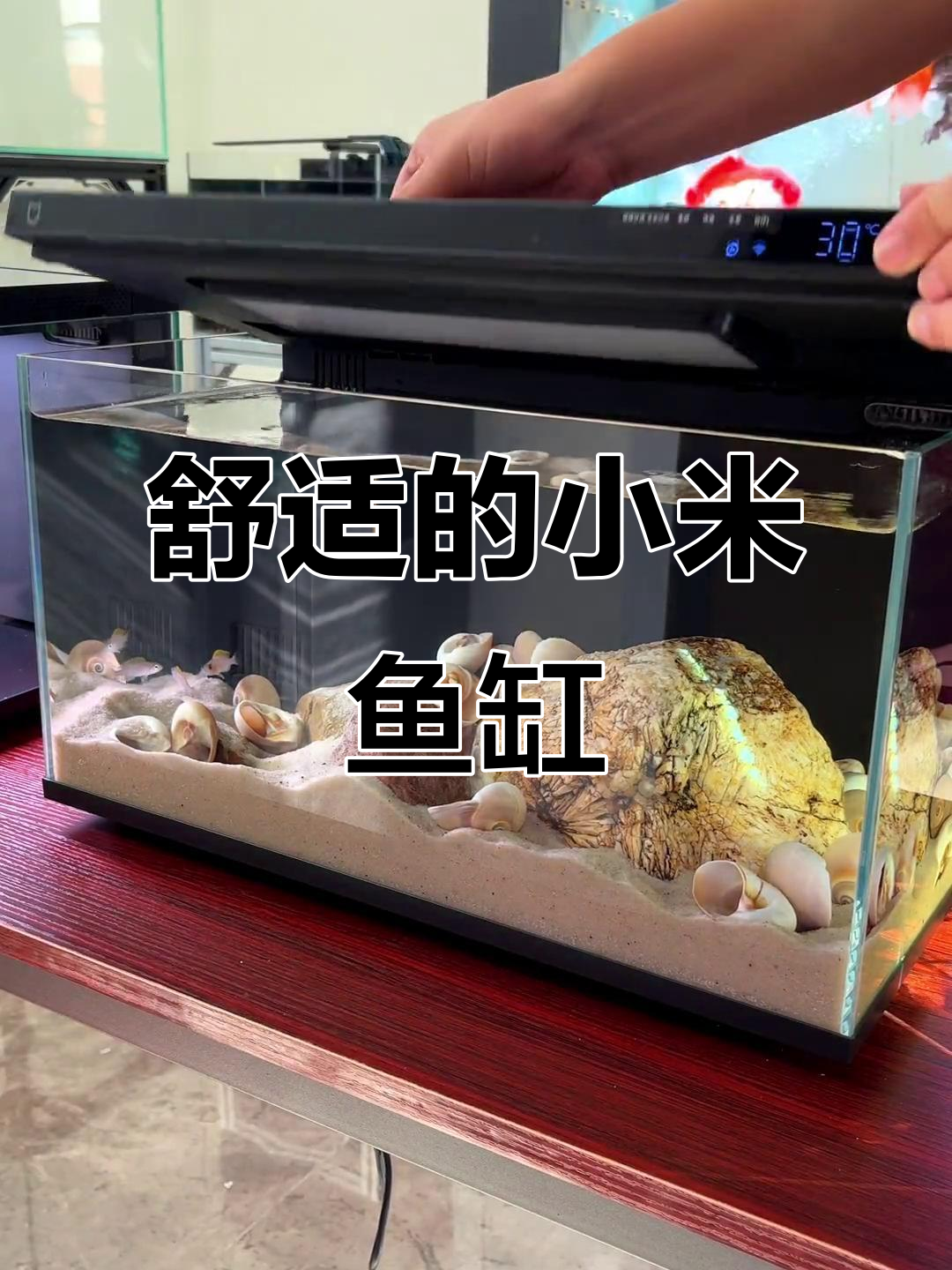 小米鱼缸体验：智能设计、细节满分，养小鱼超轻松