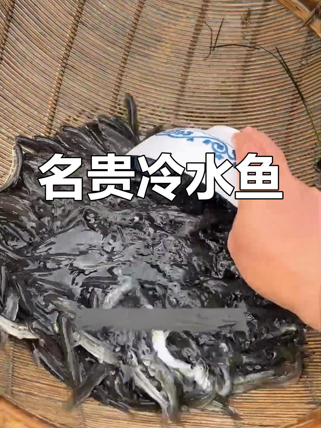 裂腹鱼:珍贵冷水鱼的养殖与特点