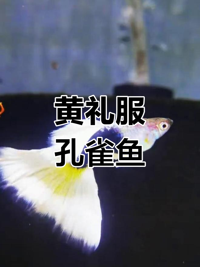 精美黄礼服孔雀鱼,优雅水族世界