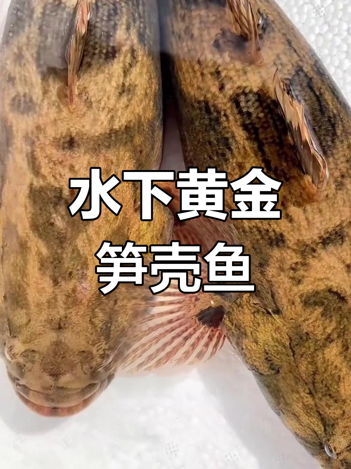笋壳鱼:水下黄金,价格昂贵