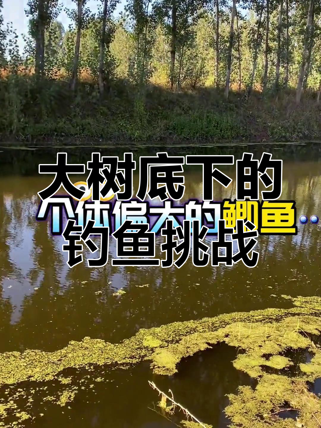 炎热天气下,大鲫鱼藏身大树底下,钓鱼高手挑战极限钓法