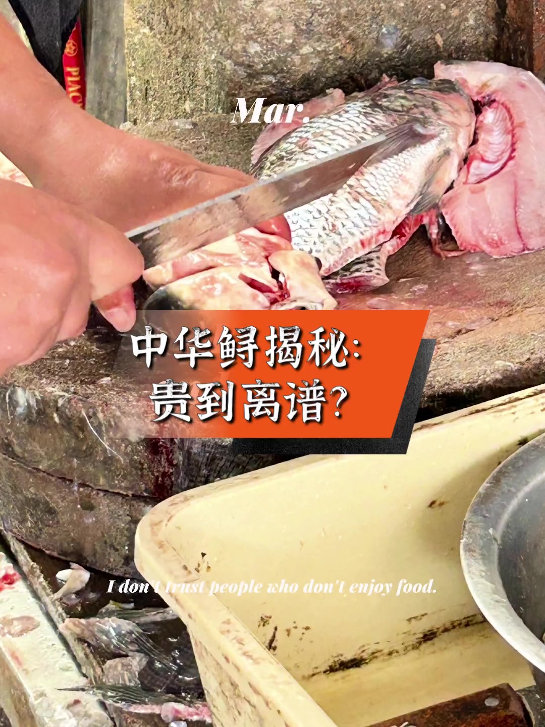 中华鲟揭秘:贵到离谱?