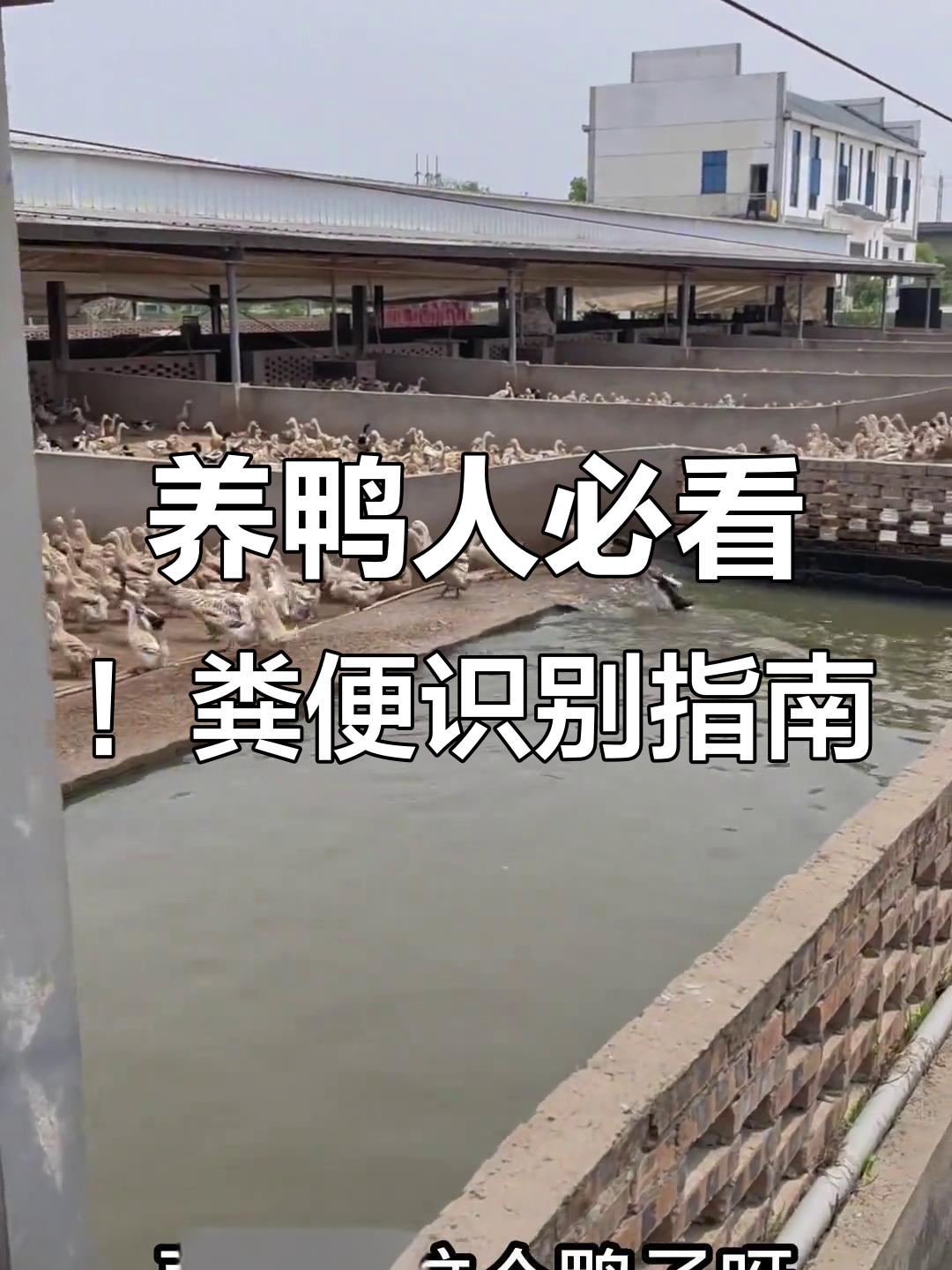 鸭群粪便分析:从颜色到病情的判断