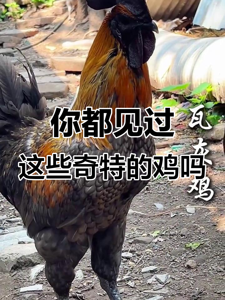 16种奇特鸡品种大揭秘，看看你认识几种？