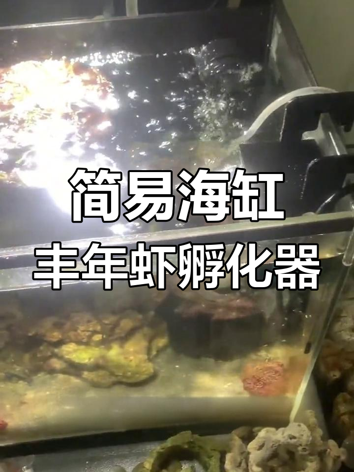 三岁孩子都能轻松操作的丰年虾自动孵化喂食器,简单又实用