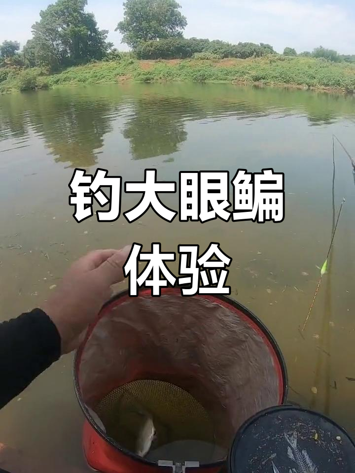 西沙湾钓大眼鳊,手感超棒!