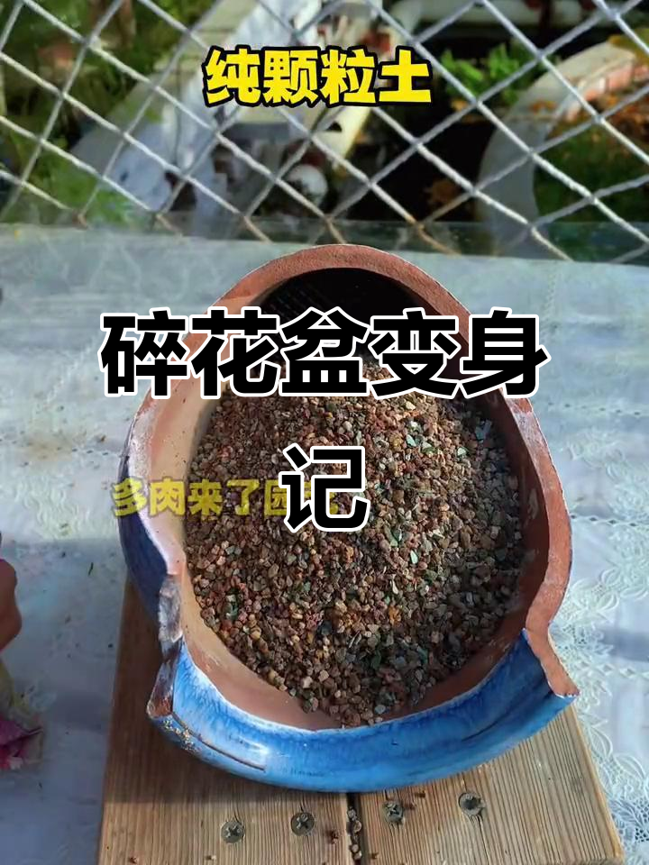 花盆碎了别急扔，教你变废为宝做创意多肉盆栽