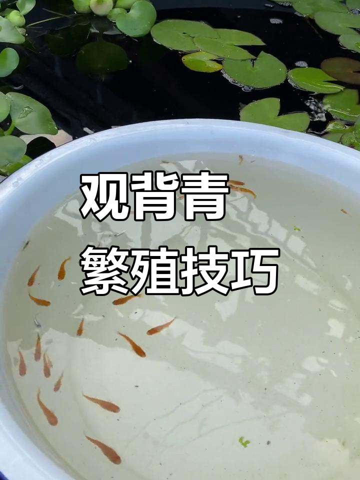 轻松孵化观背青鳉，三个月就能看到小鱼苗