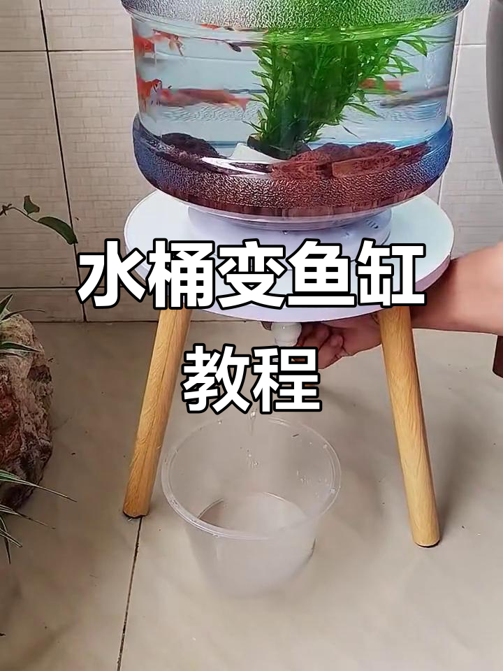 鱼缸改造教程:如何用纯净水桶打造简易鱼缸