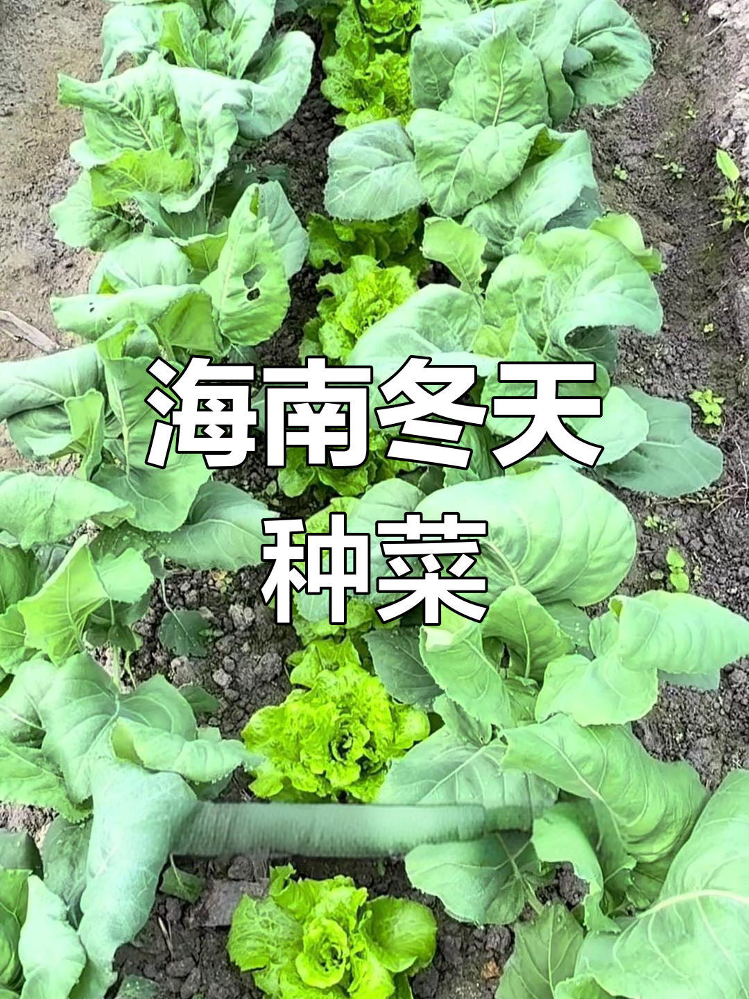 海南冬季蔬菜种植全纪录
