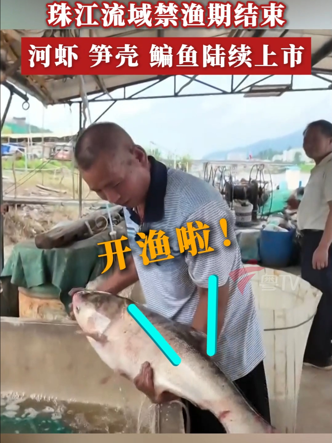 珠江流域禁渔期结束,河虾、笋壳、鳊鱼陆续上市