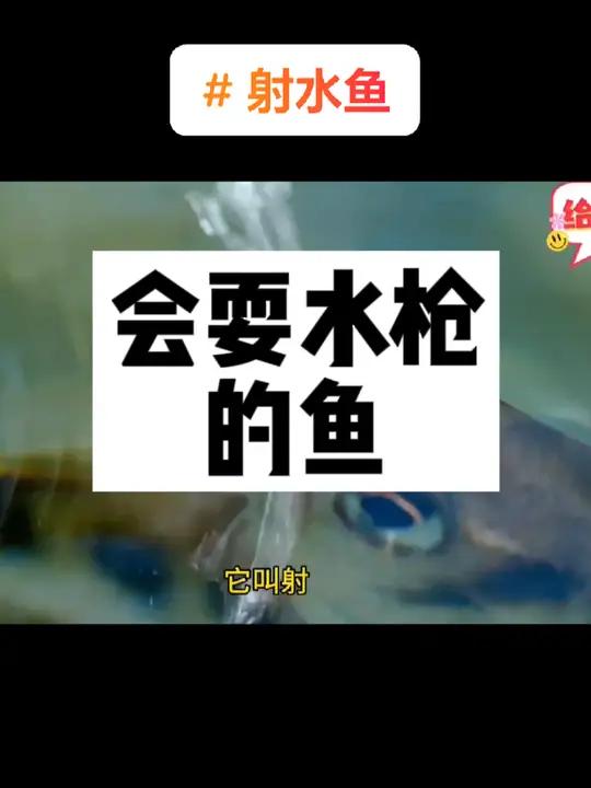 快看,这是一种会耍水枪的鱼,它叫射水鱼,是鲈形目射水鱼科鱼类,因其能从口中喷射水柱击落昆虫