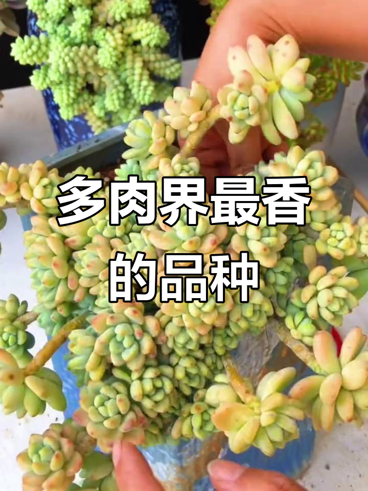 香妃劳尔:光照越强,香气扑鼻!多肉界的“香水皇后”