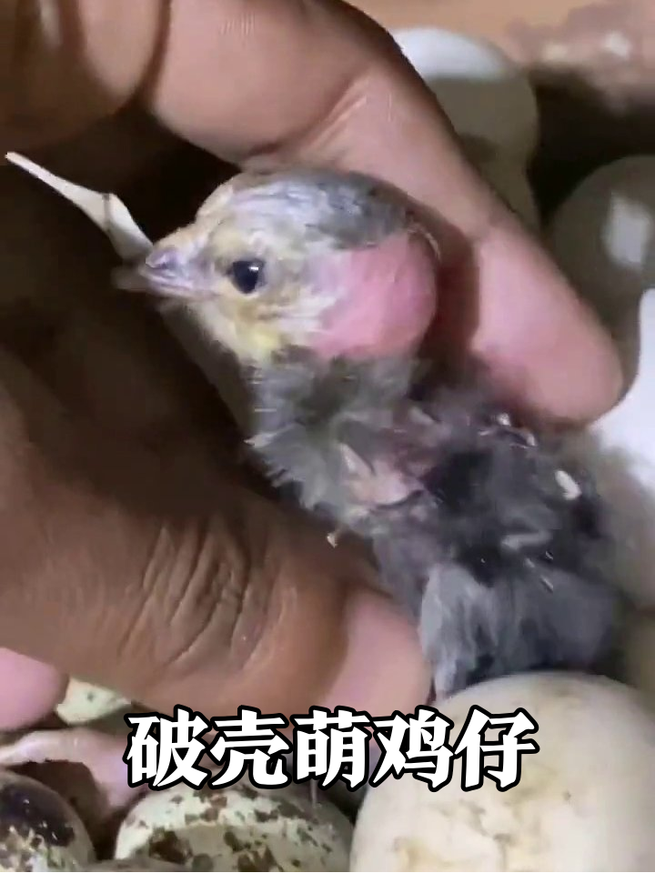 小鸡破壳全过程!刚睡醒的毛球打哈欠萌化了